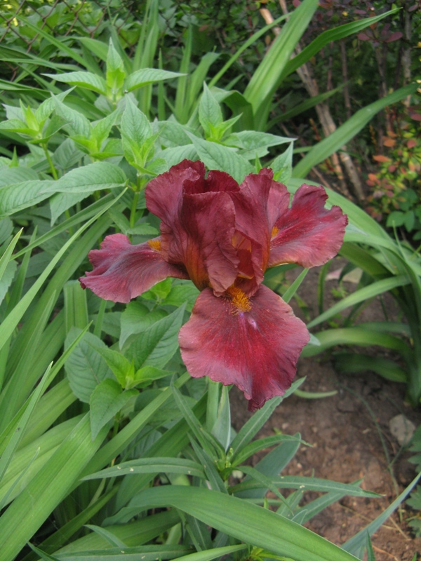 Iris d'Allemagne, Iris barbu Iris germanica red Singer