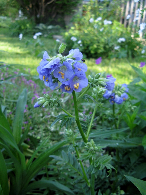 Polémoine, échelle de Jacob Polémoine bleue, valériane grecque Polemonium caeruleum 
