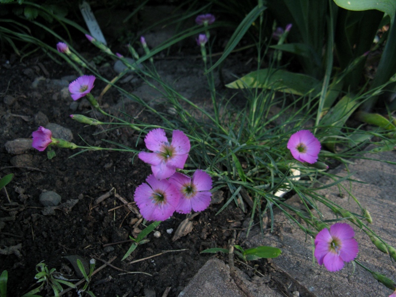 Oeillet Oeillet négligé Dianthus pavonius 