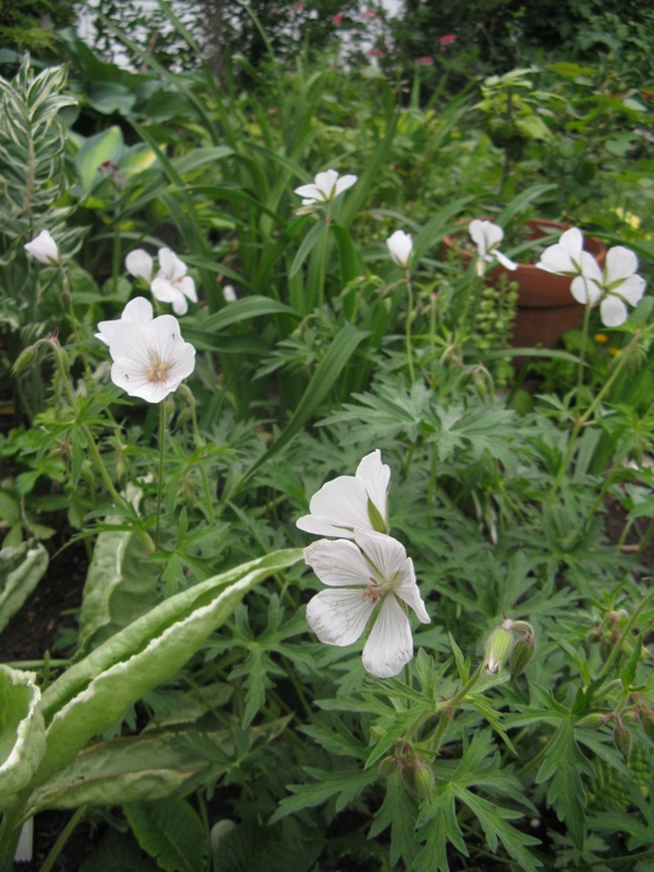 G&eacute;ranium, Geranium clarkei 'Kashmir White'