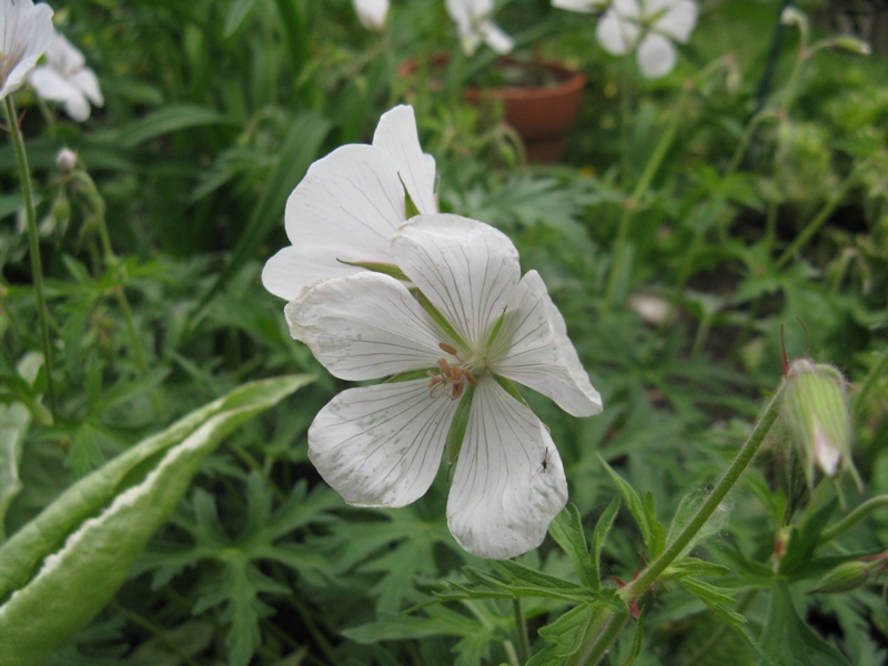 G&eacute;ranium, Geranium clarkei 'Kashmir White'