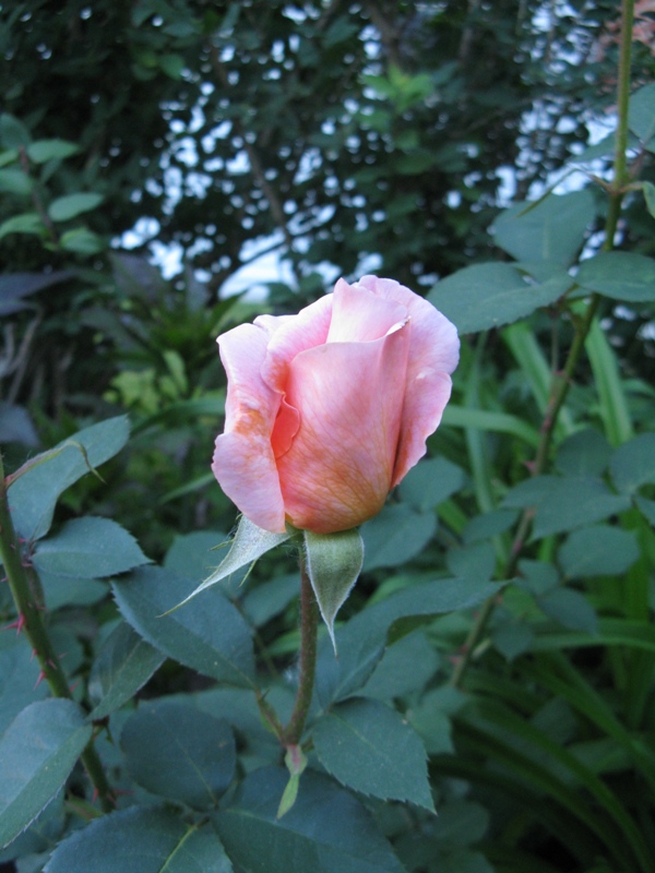 Rosier, &eacute;glantier, Rosa 'Special Occasion '