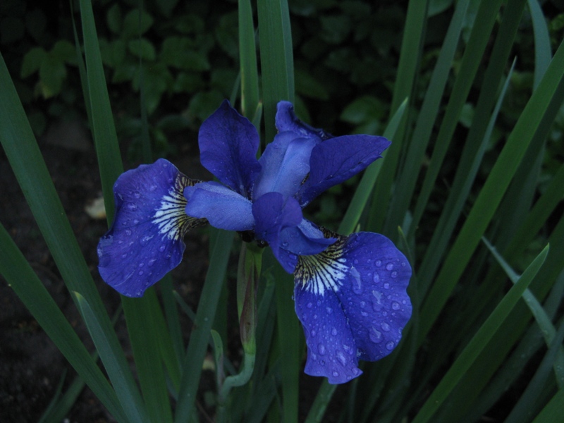 Iris de Sib&eacute;rie, Iris sibirica 'Shirley Pope'