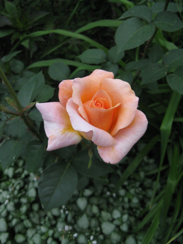 Rosier, &eacute;glantier, Rosa 'Special Occasion'