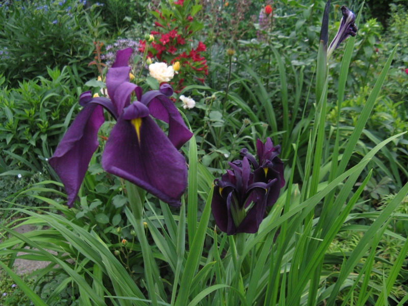 Iris kaempferi Iris ensata Ruby King