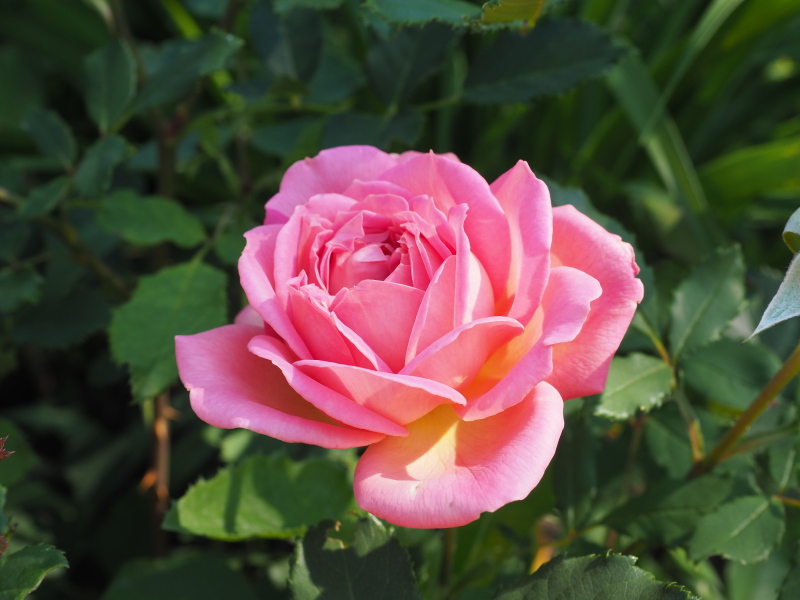 Rosier, églantier Rosa Jubilee Celebration