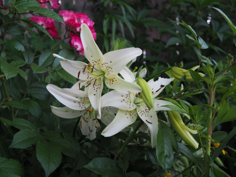Lys, Asiatique, Lilium ×asiatique 'White Tiger'