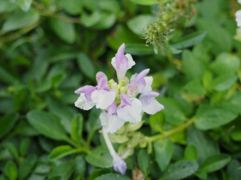 Scutellaire, Scutellaria alpina 