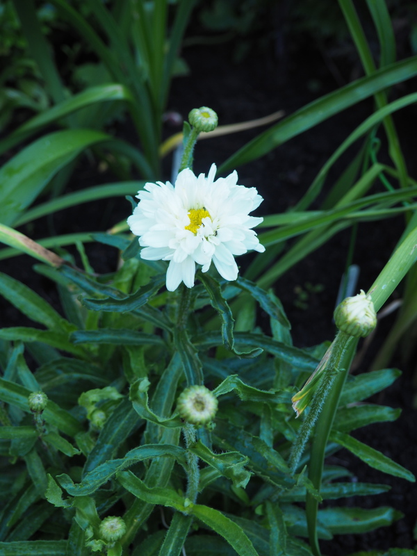 Marguerite, Marguerite, Leucanthemum ×superbum 'Victorian Secrets'