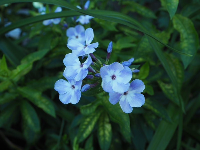 Phlox paniculé, phlox des jardins Phlox paniculata Blue Flame