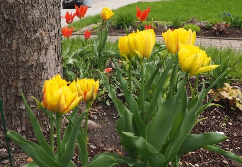 Tulipe, tulipes, Tulipa 'Monsella'