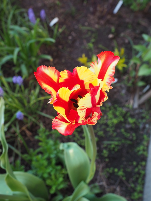 Tulipe, tulipes, Tulipa 'Flaming Parrot'