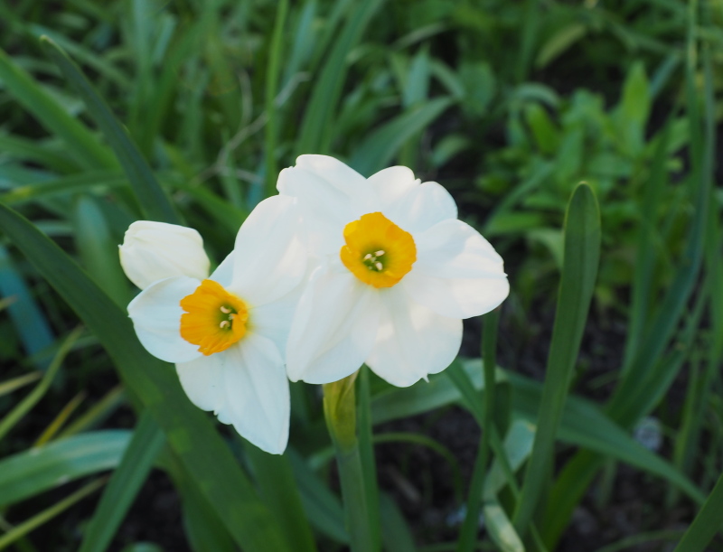 Narcisse Narcissus ×poetaz Geranium