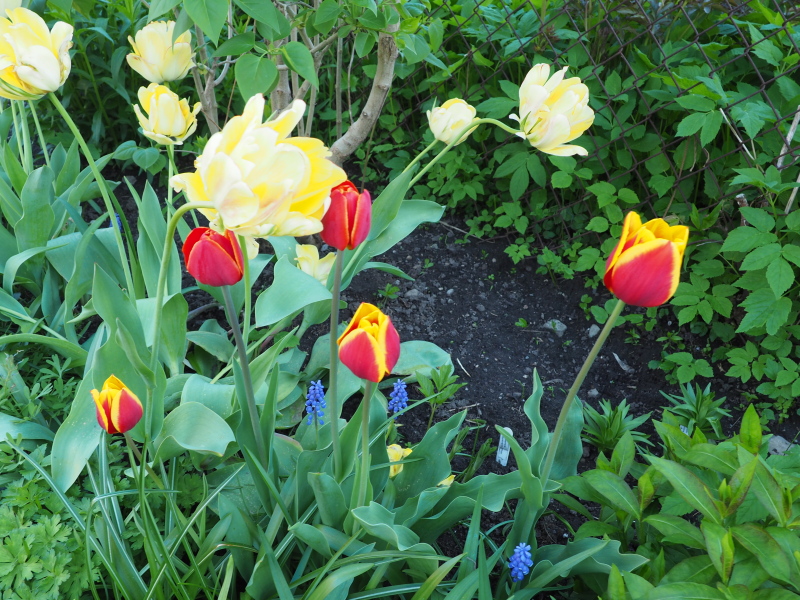 Tulipe, tulipes, Tulipa 'Key West'
