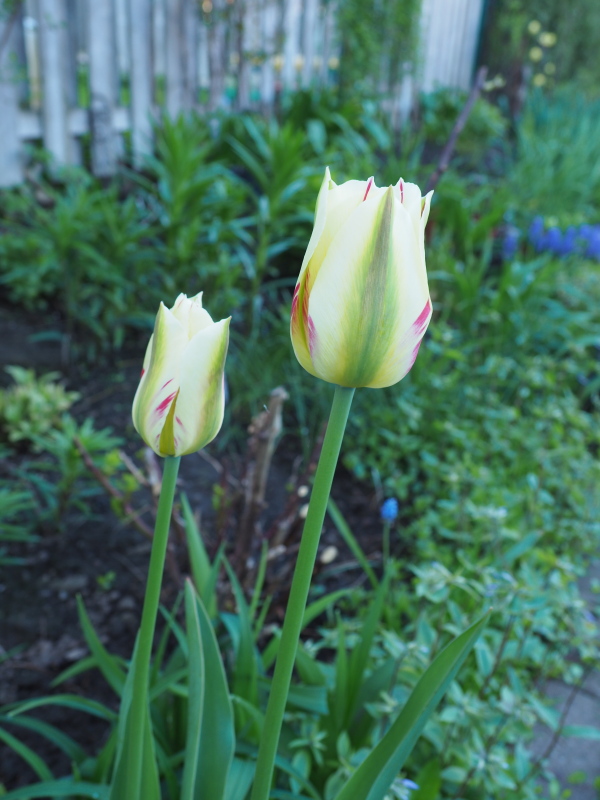 Tulipe, tulipes, Tulipa viridiflora 'Flaming Spring'