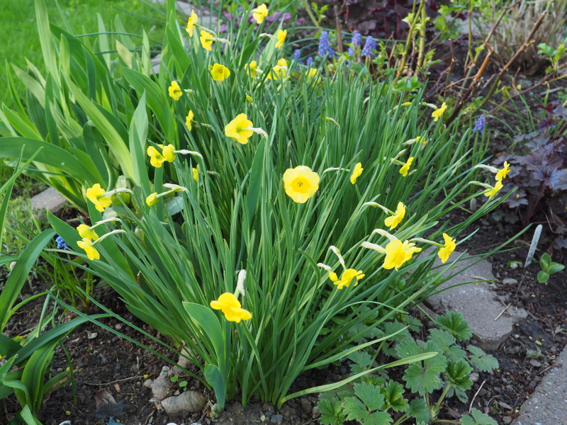 Narcisse Narcissus Sun Disc