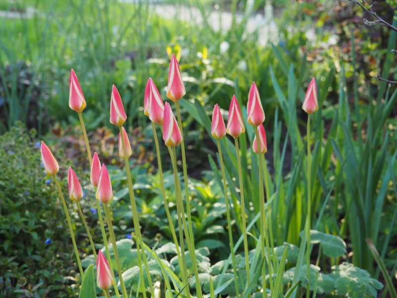 Tulipe, tulipes, Tulipe de l&rsquo;&#201;cluse, Tulipe de Perse, Tulipe&#8211;radis, Tulipa clusiana 'Tinka'