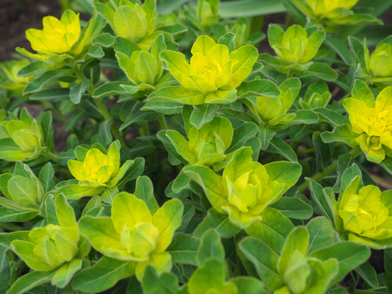 Euphorbe, Euphorbia polychroma 