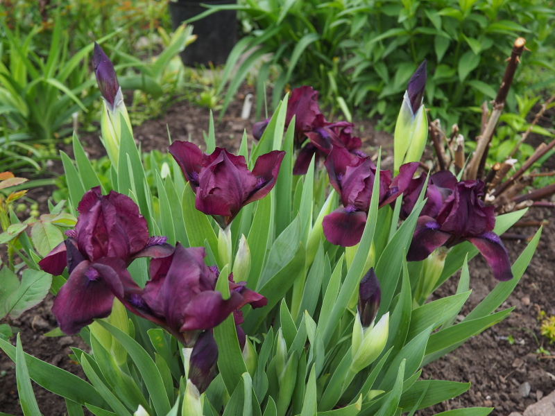 Iris nain Iris pumila Cherry Garden 