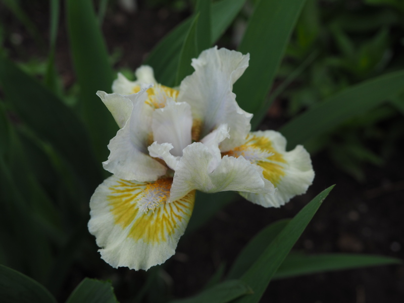 Iris d'Allemagne, Iris barbu Iris germanica Leprechaun Purse