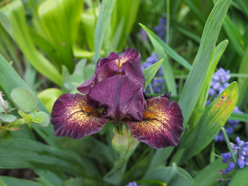 Iris d&rsquo;Allemagne, Iris barbu, Iris germanica 'Ballistic'