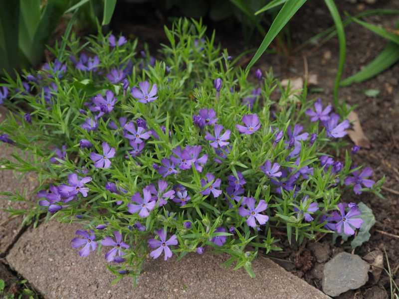 Phlox subulata 'Violet Pinwheels'