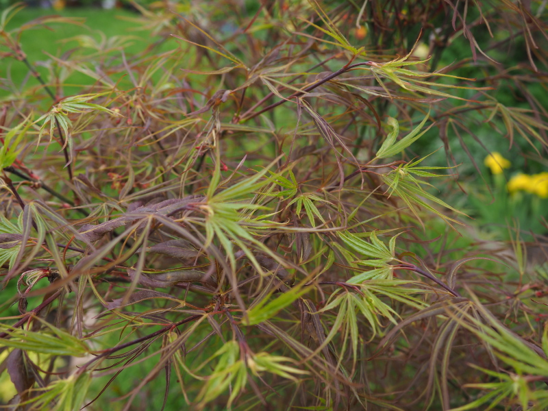&#201;rable, &#201;rable palm&eacute;, &#201;rable japonais, Acer palmatum 'Red Pygmy'