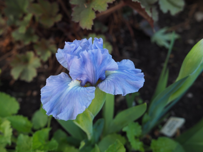 Iris d&rsquo;Allemagne, Iris barbu, Iris germanica 'Tanzanite'