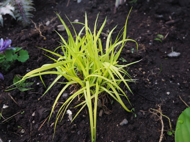 Carex, la&icirc;ches, La&icirc;che dor&eacute;e, Carex elata 'Golden Bowles'