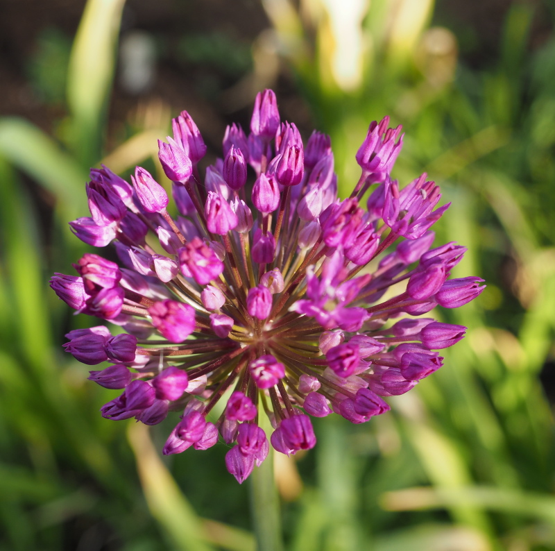 Ail Allium hollandicum Purple Sensation