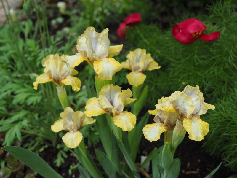 Iris d&rsquo;Allemagne, Iris barbu, Iris germanica 'Paradigm'