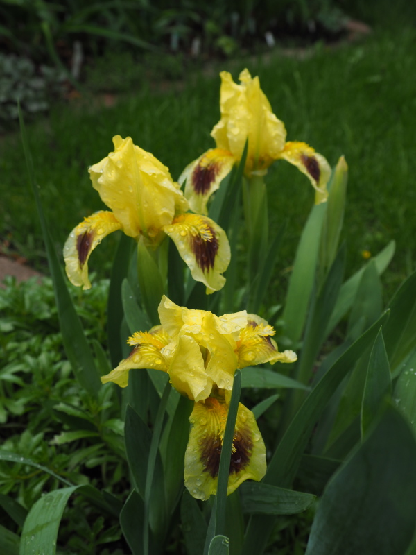Iris nain Iris pumila Brassie