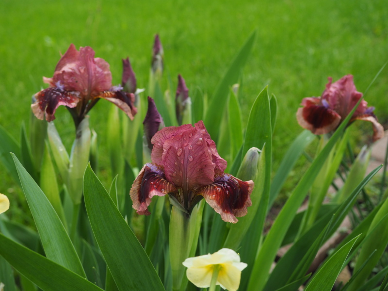 Iris d&rsquo;Allemagne, Iris barbu, Iris germanica 'Cat&rsquo;s Eye'