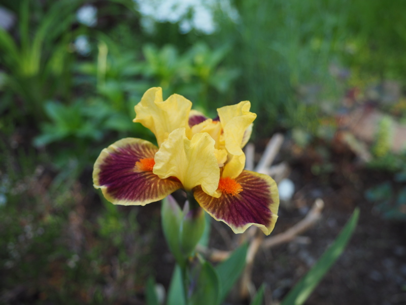 Iris d'Allemagne, Iris barbu Iris germanica Zoobamafoo