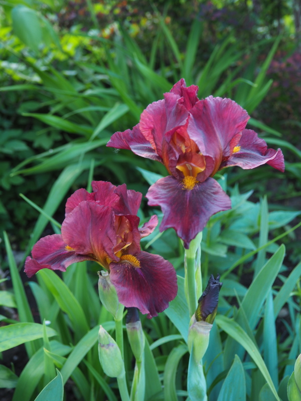 Iris d&rsquo;Allemagne, Iris barbu, Iris germanica 'Red Singer'