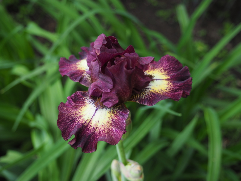 Iris d'Allemagne, Iris barbu Iris germanica Redondo