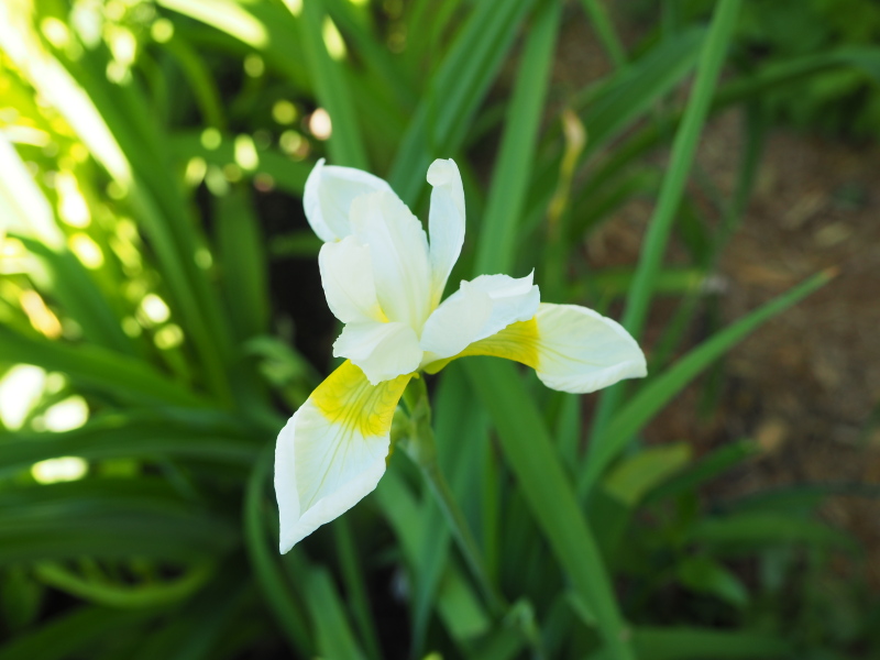 Iris de Sib&eacute;rie, Iris sibirica 'Rimouski'