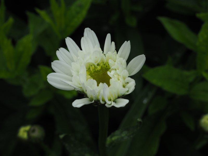 Marguerite Marguerite Leucanthemum ×superbum Thomas Killen