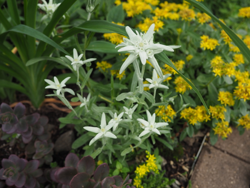 Edelweiss, Leontopodium alpinum Leontopodium nivale 