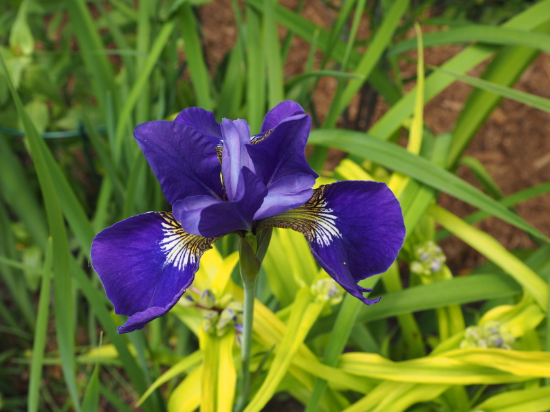 Iris de Sibérie Iris sibirica Shirley Pope