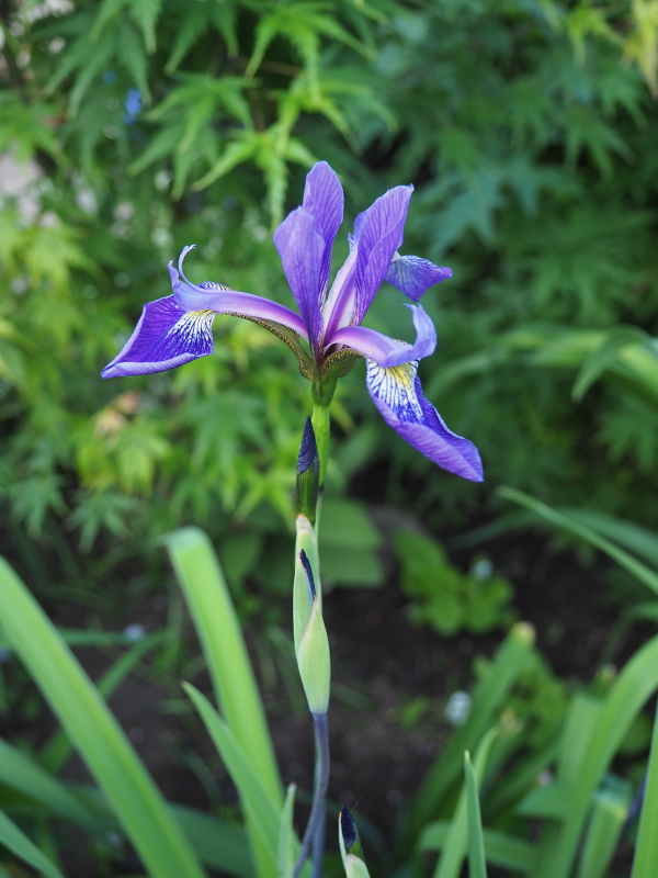 Iris ×robusta 'Gerald Darby'