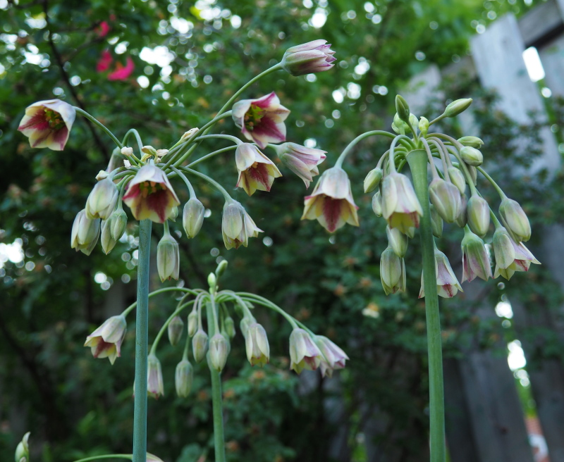 Ail Allium nectaroscordum 