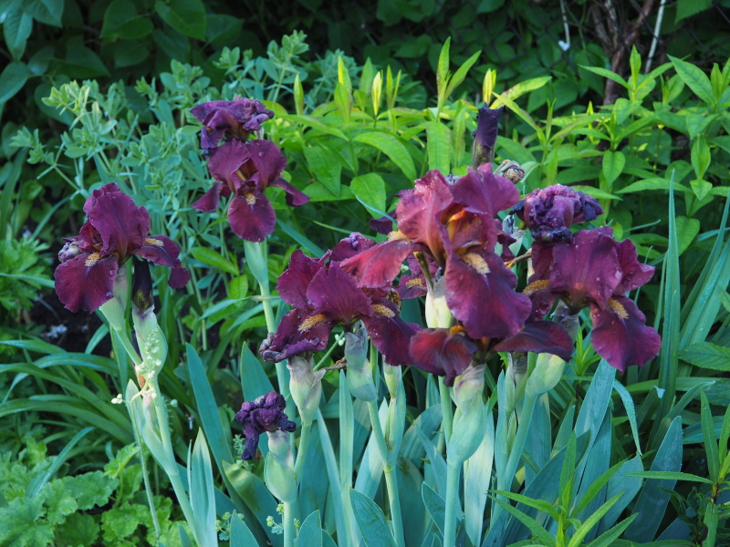 Iris d&rsquo;Allemagne, Iris barbu, Iris germanica 'Red Singer'