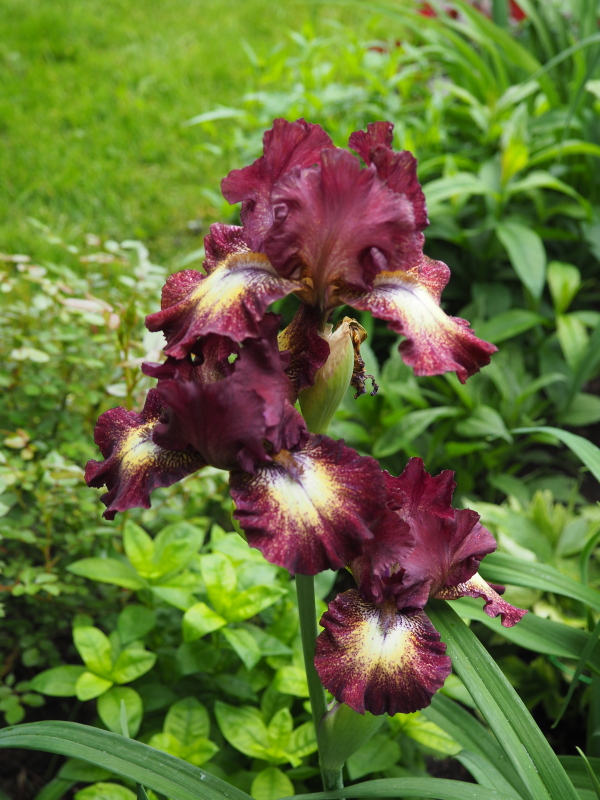 Iris d&rsquo;Allemagne, Iris barbu, Iris germanica 'Redondo'