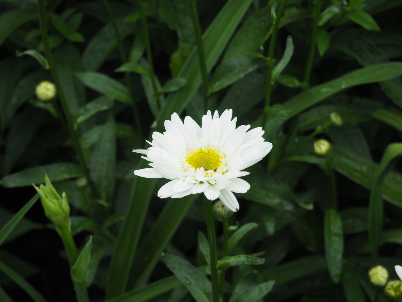 Marguerite, Marguerite, Leucanthemum ×superbum 'Thomas Killen'