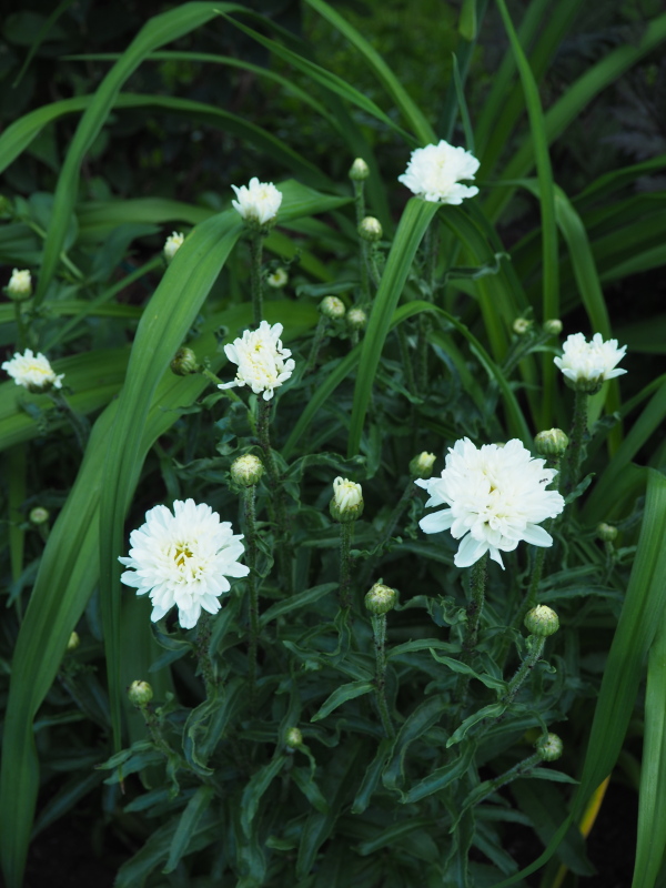 Marguerite, Marguerite, Leucanthemum ×superbum 'Victorian Secret'