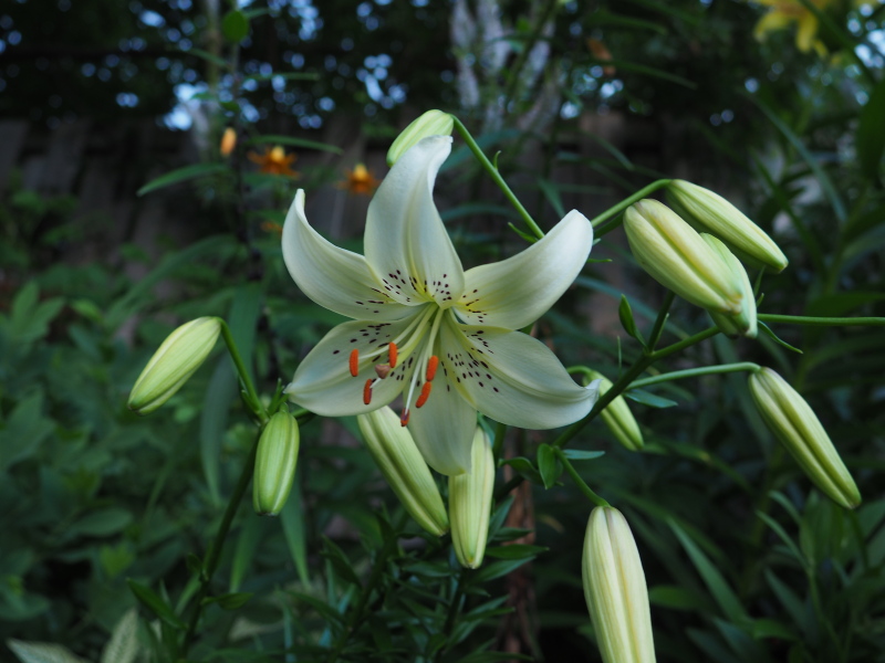 Lys, Asiatique, Lilium ×asiatique 'White Tiger'