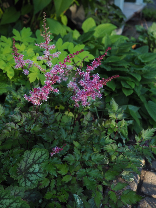 Astilbe japonica Delt Lace