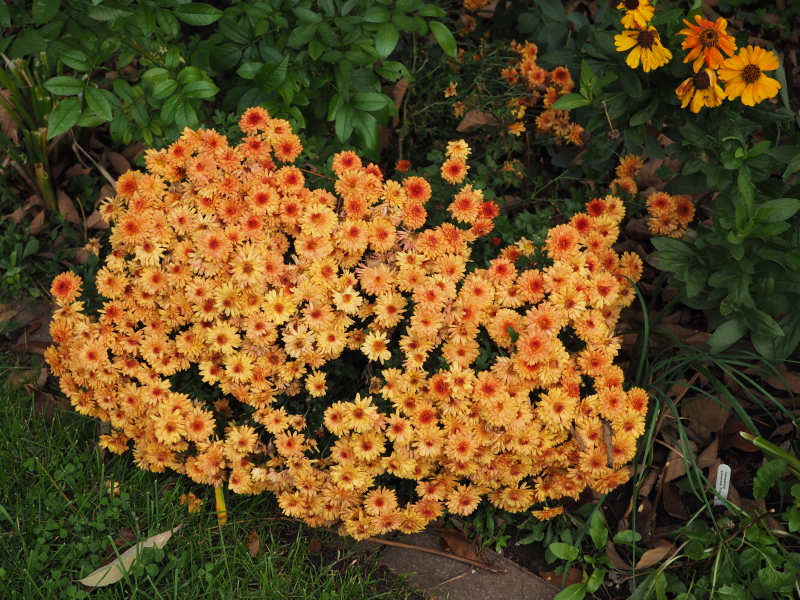 Chrysanth&egrave;me, Chrysanthemum morifolium 'Warm Igloo'