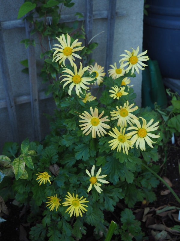 Chrysanth&egrave;me, Chrysanthemum ×rubellum 'Mary Stoker'